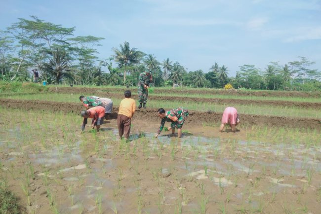 Danramil 08 Purwanegara Terjun Langsung Ke Sawah Pimpin Tanam Padi