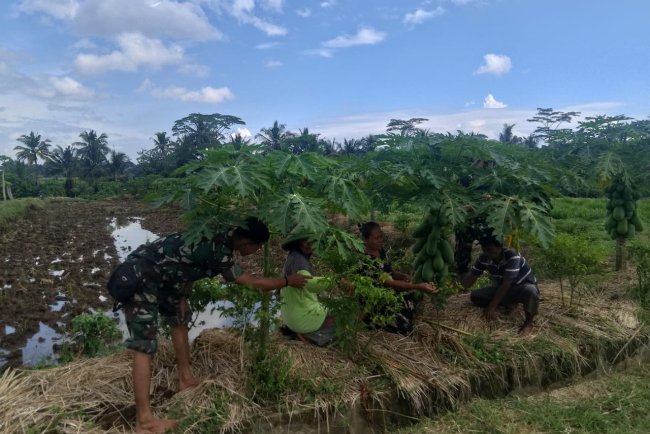 Babinsa Bersama Warga Desa Binaan Panen Pepaya Madu