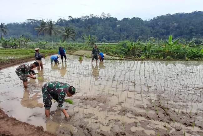 Danramil dan Anggota Turun Sawah Bantu Petani Tanam Padi