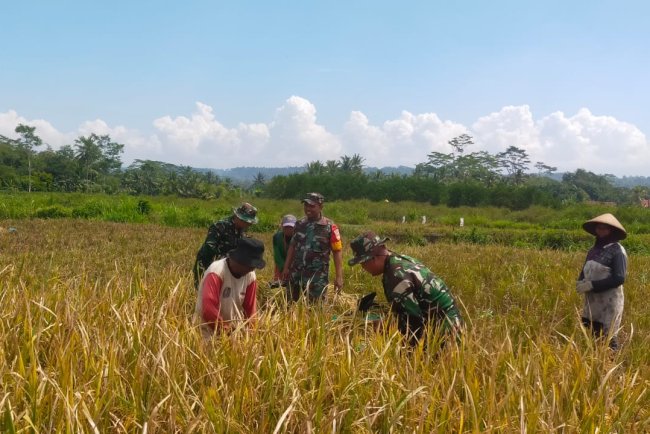 Panen Serentak di Luwung TNI dan Petani Bergandengan Tangan