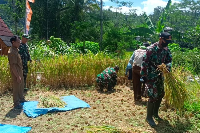 Dukungan Nyata Koramil Wanayasa untuk Swasembada Pangan