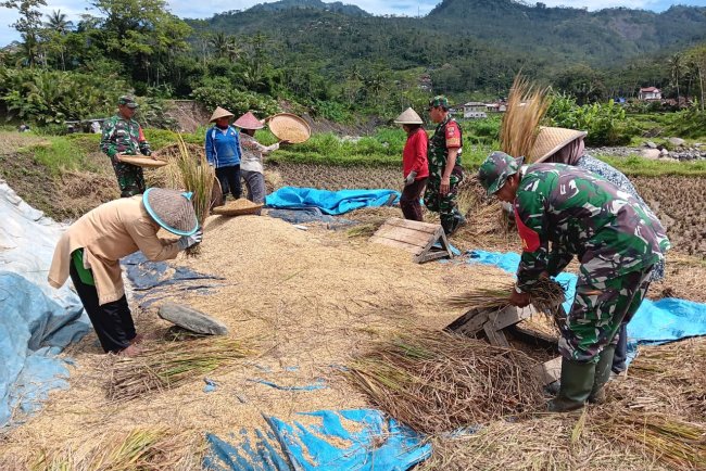 Sukseskan Program Swasembada Pangan Nasional Babinsa Panen Padi