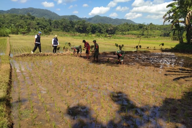 Babinsa Klampok Dampingi Petani Tanam Padi Wujud Nyata Dukung Program Ketahanan Pangan Kasad