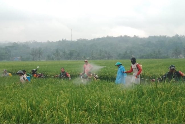 Babinsa Bantu Semprot Hama Petani Lebih Tenang Hadapi Ancaman Gagal Panen