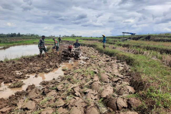 Babinsa Turun Sawah Bantu Petani Olah Lahan di Gumingsir