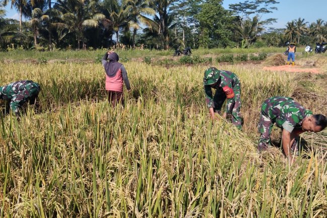 Babinsa Panen Padi Bersama Petani Wujud Nyata Dukung Ketahanan Pangan di Kutayasa