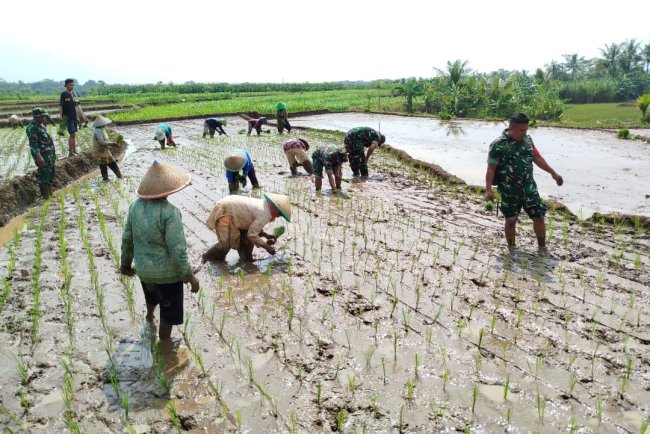 Babinsa Bantu Penanaman Padi Bersama Petani Desa Gumelem Wetan