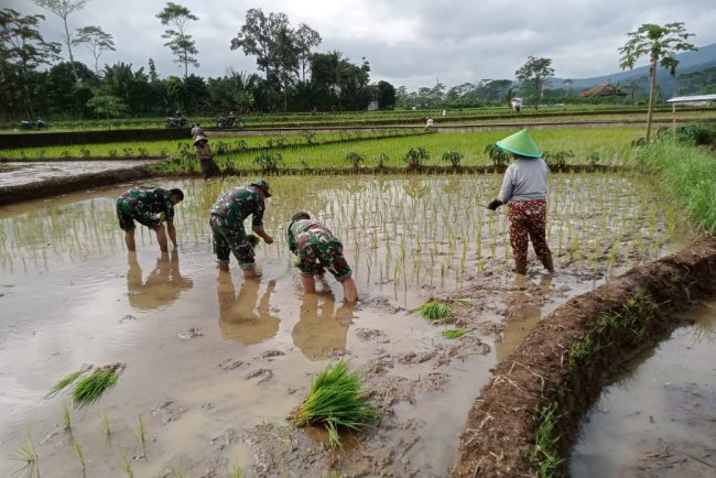 Babinsa bersama petani menanam bibit padi