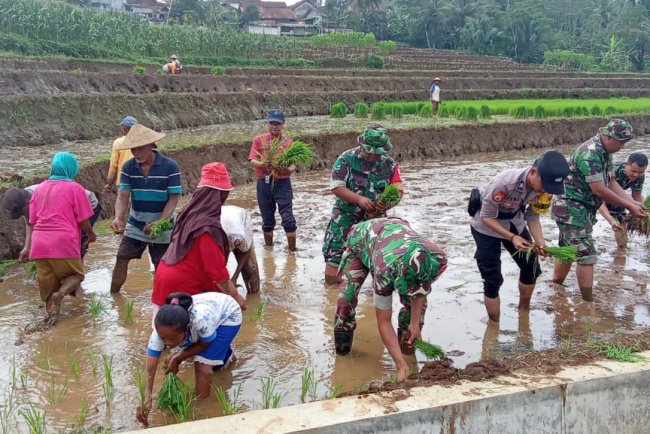 Babinsa Tanam Padi Bersama Petani Bukti Nyata TNI Hadir untuk Rakyat