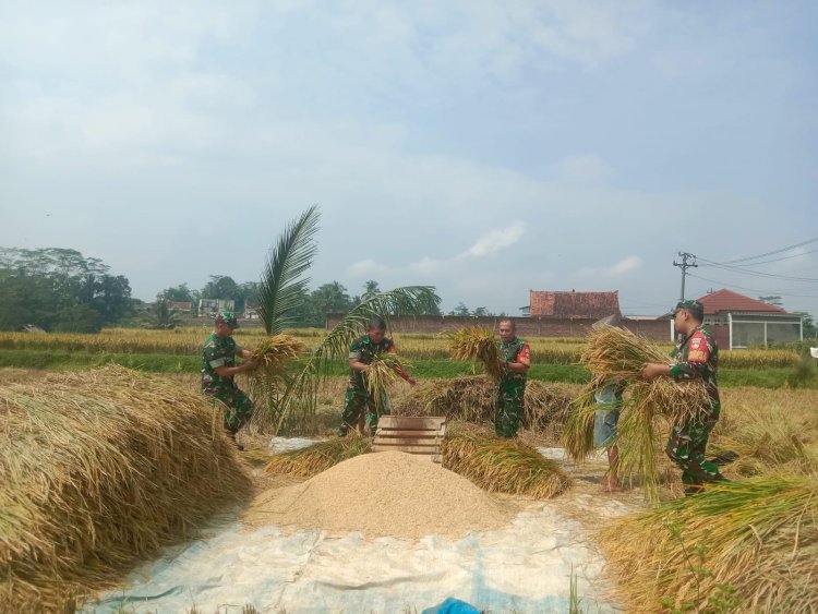 Mendukung Swasembada Pangan Nasional Anggota Koramil 01 Banjarnegara Bantu Petani Panen Padi