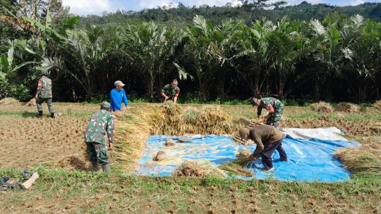 Bentuk Dukungan Babinsa Koramil 04Karangkobar Bantu Petani Panen Padi Sukseskan Swasembada Pangan