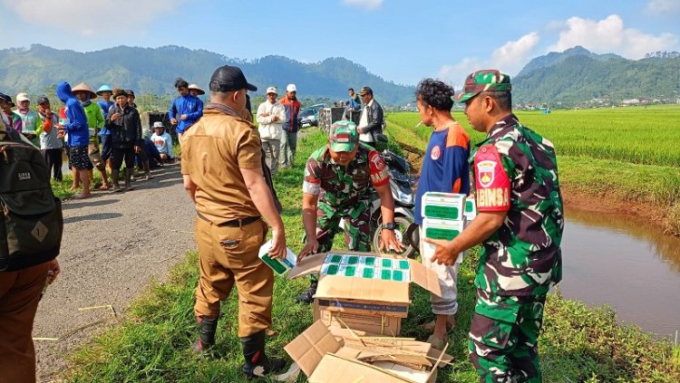 BABINSA TURUN KESAWAH BASMI HAMA TIKUS