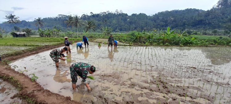 Danramil dan Anggota Turun Sawah Bantu Petani Tanam Padi