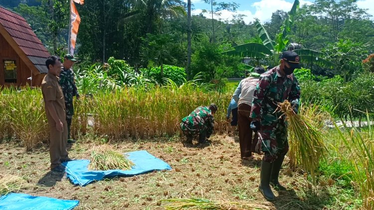 Dukungan Nyata Koramil Wanayasa untuk Swasembada Pangan