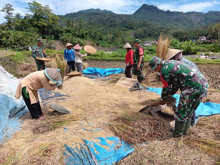 Sukseskan Program Swasembada Pangan Nasional Babinsa Panen Padi