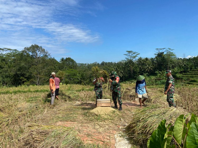 Sukseskan Swasembada Pangan Anggota Koramil 01 Banjarnegara Turun ke Sawah