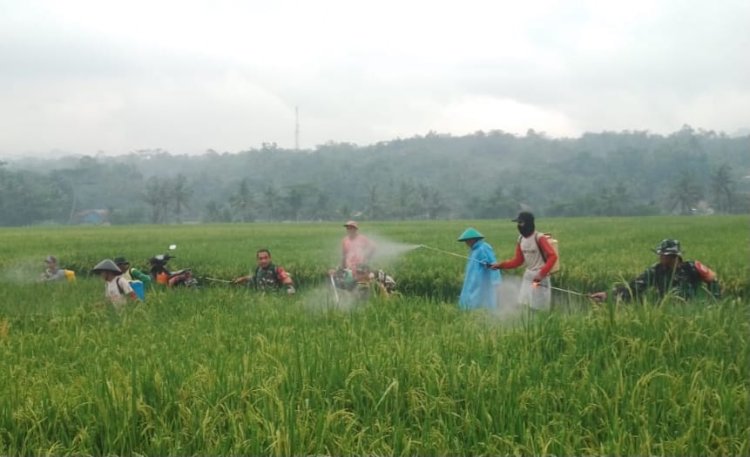 Babinsa Bantu Semprot Hama Petani Lebih Tenang Hadapi Ancaman Gagal Panen