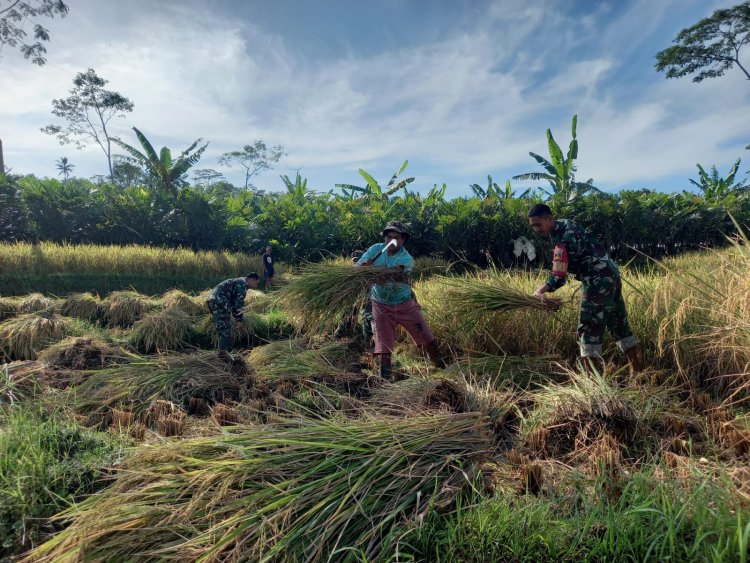 Wujud Nyata Pendampingan Babinsa Bantu Petani Panen Padi