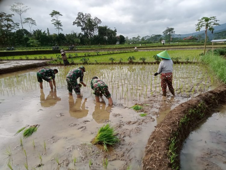 Babinsa bersama petani menanam bibit padi