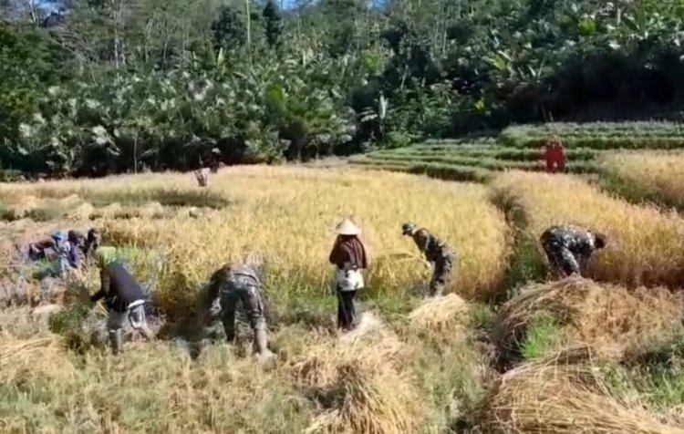 Bantu Petani Panen Padi Babinsa Koramil 04 Karangkobar Sukseskan Swasembada Pangan