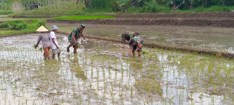 Babinsa Tidak Ragu-Ragu Terjun Ke Sawah Membantu Petani Penanaman Padi
