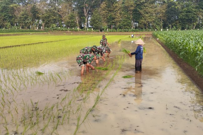 Turun ke Sawah Serma Sagi Dampingi Petani Tanam Padi Varietas Unggul Inpari 32