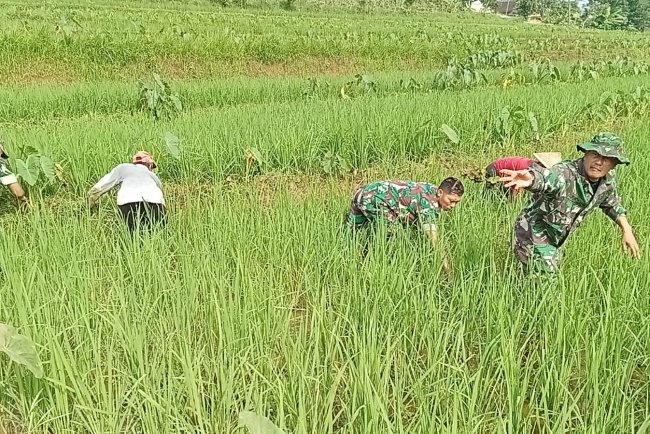 Turun ke Sawah Danramil dan Babinsa Bantu Petani Sukseskan Ketahanan Pangan