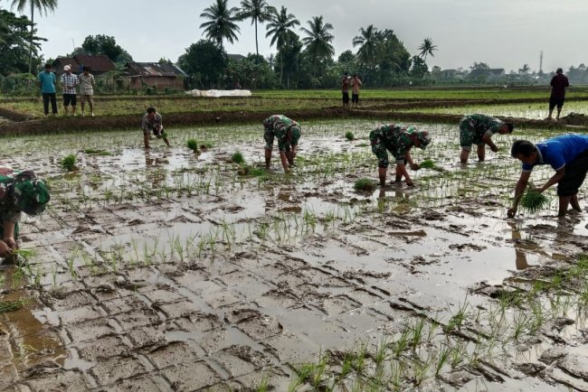 Koramil 02 Klampok Mendampingi Petani Penanaman Padi