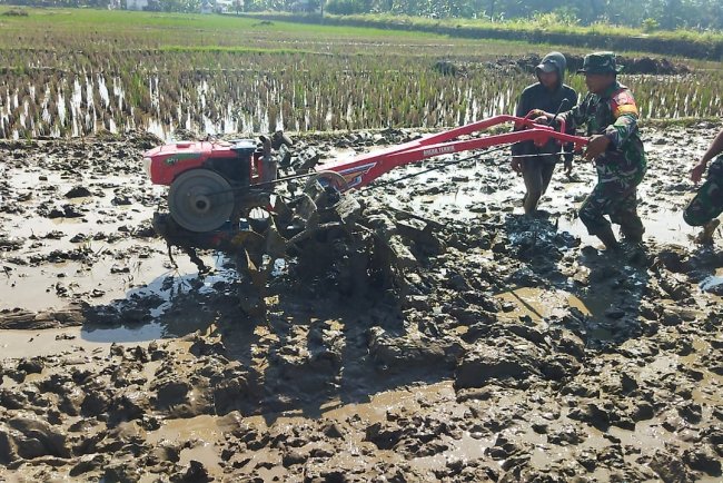 Mendukung Program Swasembada Pangan Babinsa Bantu Bajak Sawah Milik Warga