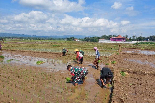 Babinsa Mandiraja Turun ke Sawah Giatkan Semangat Petani Tanam Padi