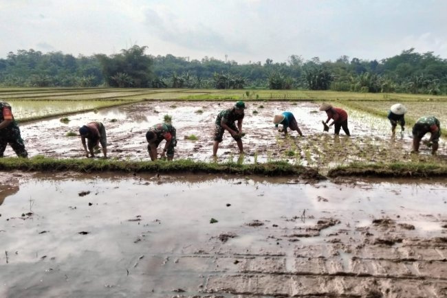 Babinsa dan Petani Bergandeng Tangan di Sawah Wujudkan Swasembada Pangan dari Kedawung