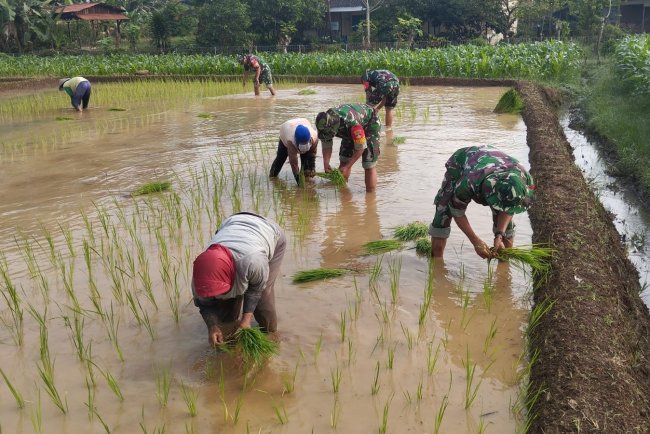 Turun ke Sawah Babinsa Bantu Petani Winong Tanam Inpari 49 demi Wujudkan Ketahanan Pangan