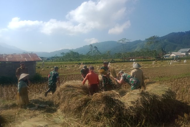 Danramil 06 Kalibening Hadiri Acara Panen Raya Padi di Desa Sikumpul