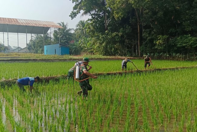 Babinsa Koramil 09 Susukan Bantu Petani Pupuk Tanaman Padi untuk Mendukung Ketahanan Pangan