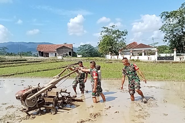 Babinsa Koramil 13  Banjarmangu Membantu Petani Mengolah Lahan Sawah