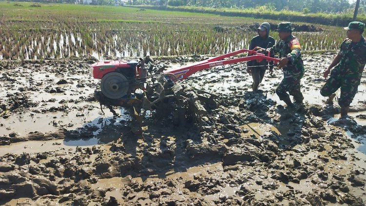 Mendukung Program Swasembada Pangan Babinsa Bantu Bajak Sawah Milik Warga