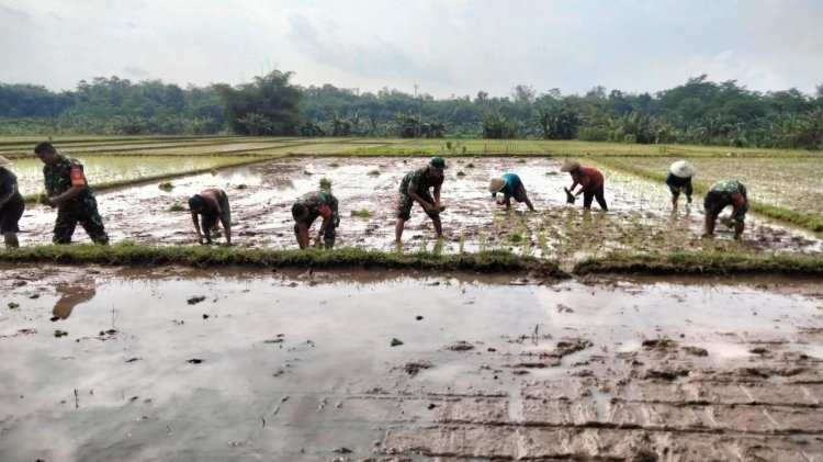 Babinsa dan Petani Bergandeng Tangan di Sawah Wujudkan Swasembada Pangan dari Kedawung