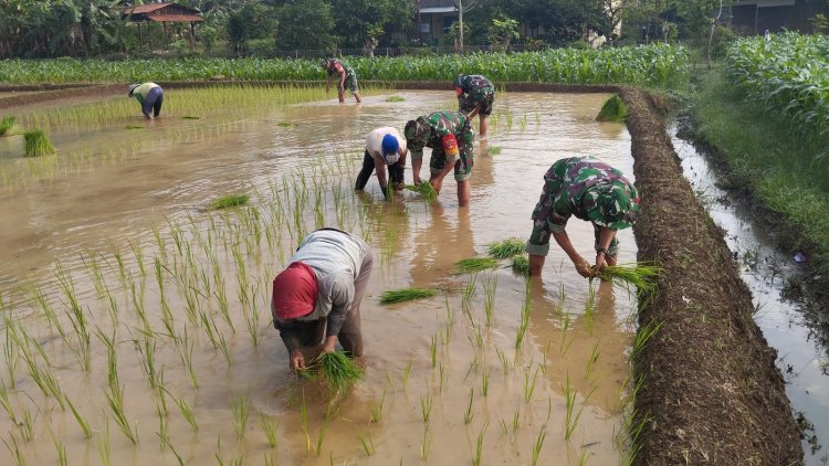 Turun ke Sawah Babinsa Bantu Petani Winong Tanam Inpari 49 demi Wujudkan Ketahanan Pangan