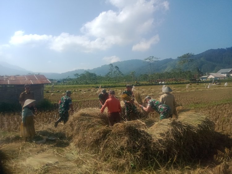 Danramil 06 Kalibening Hadiri Acara Panen Raya Padi di Desa Sikumpul