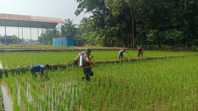 Babinsa Koramil 09 Susukan Bantu Petani Pupuk Tanaman Padi untuk Mendukung Ketahanan Pangan