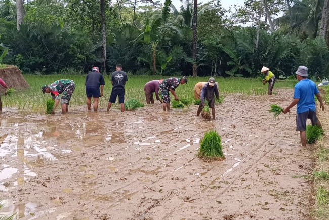 Semangat Tanam Padi Bersama TNI Koramil Wanayasa Hadir di Tengah Petani