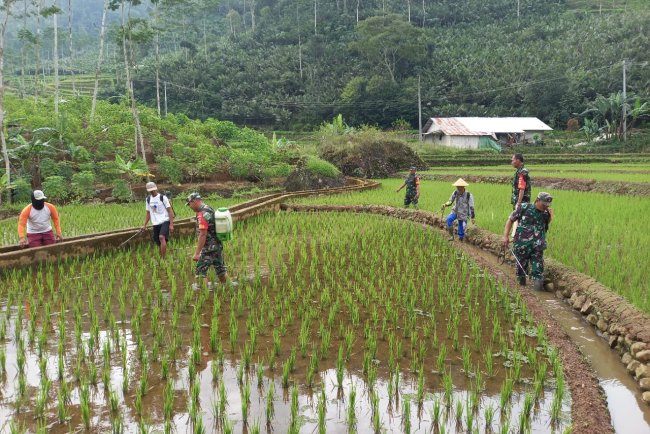 Babinsa Koramil 04Karangkobar  Bantu Petani Penyemprotan Hama Padi