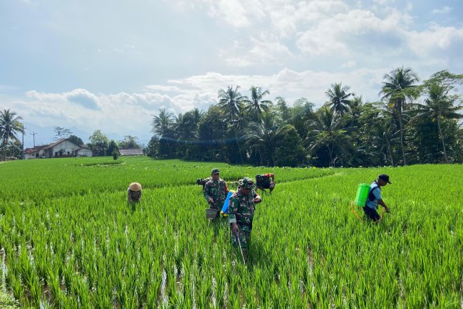 Dukung Ketahanan Pangan Anggota Koramil 01 Banjarnegara Dampingi Petani Semprotkan Pestisida