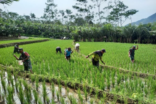 Babinsa Bantu Petani Melaksankan Pemupukan Dan Penyemprotan  Tanaman Padi