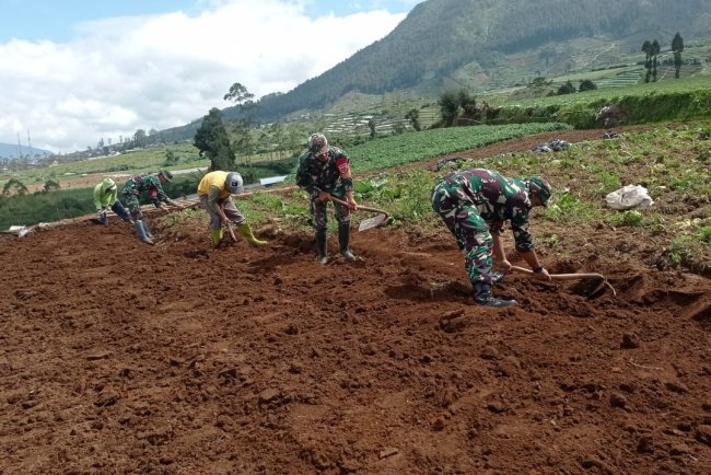 Koramil 05 Batur Dampingi Petani Olah Lahan untuk Dukung Ketahanan Pangan Nasional