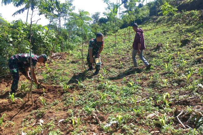 Babinsa Koramil 04 Karangkobar Bantu Petani Melaksanakan Pemupukan Tanaman Jagung