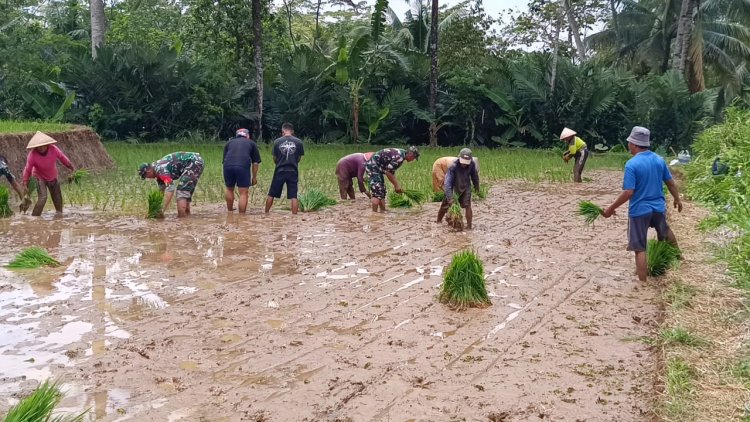 Semangat Tanam Padi Bersama TNI Koramil Wanayasa Hadir di Tengah Petani