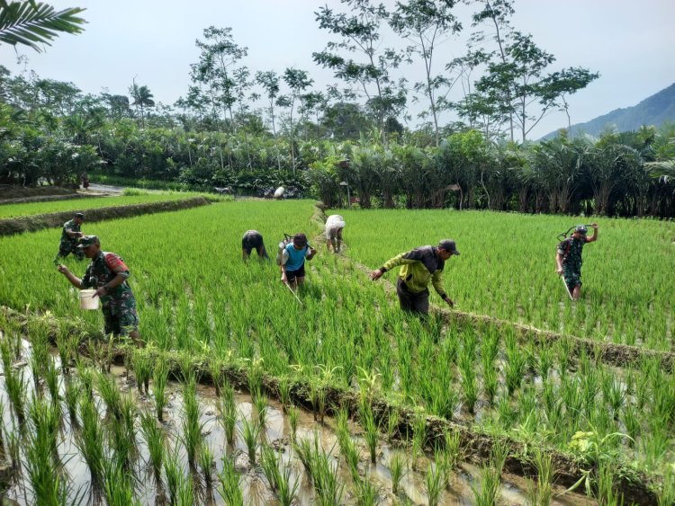 Babinsa Bantu Petani Melaksankan Pemupukan Dan Penyemprotan  Tanaman Padi