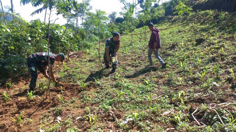 Babinsa Koramil 04 Karangkobar Bantu Petani Melaksanakan Pemupukan Tanaman Jagung