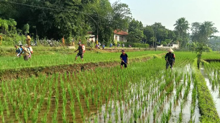 Babinsa dan BPP Bersinergi Bantu Petani Atasi Hama Wereng di Susukan